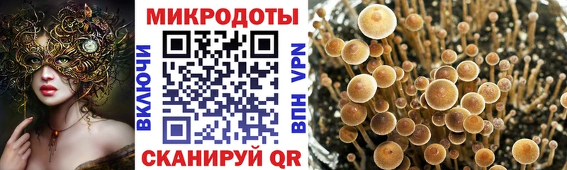 наркотики  Зеленоградск  OMG как войти  Галлюциногенные грибы Magic Shrooms 